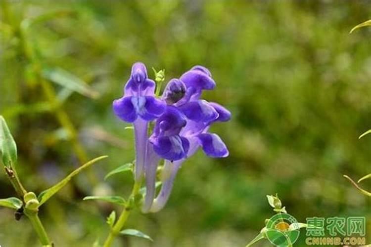 柑橘斜纹叶蛾在什么时间段有？？