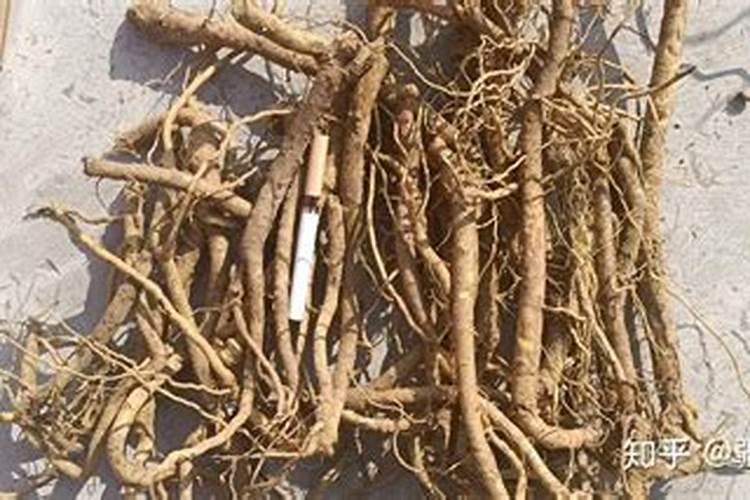 黄芩的种植方法