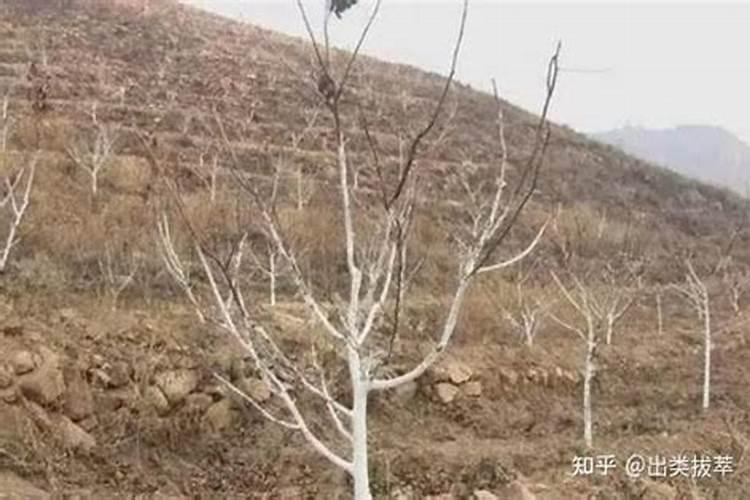 豆角弯曲变直怎么处理