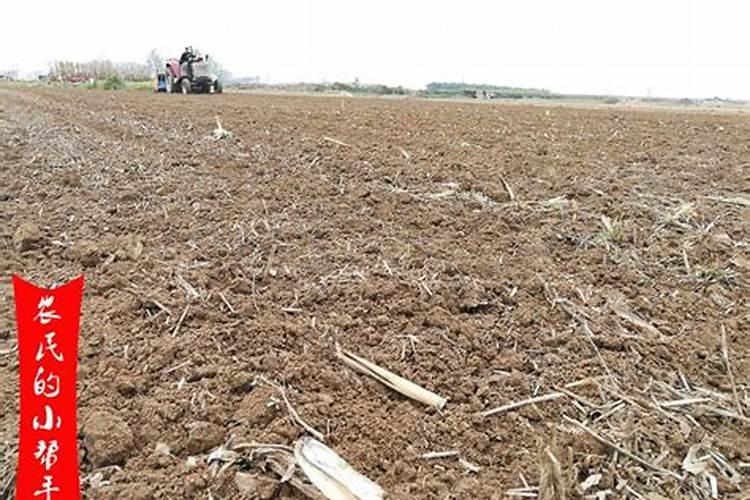 月季花的嫩叶为什么蔫了