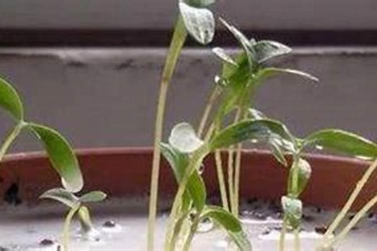 氮肥需要稀释后浇花吗