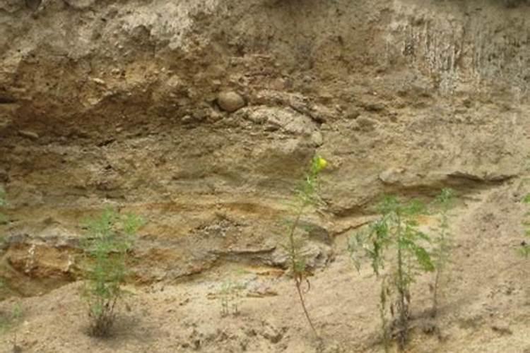 氮肥的使用与注意事项