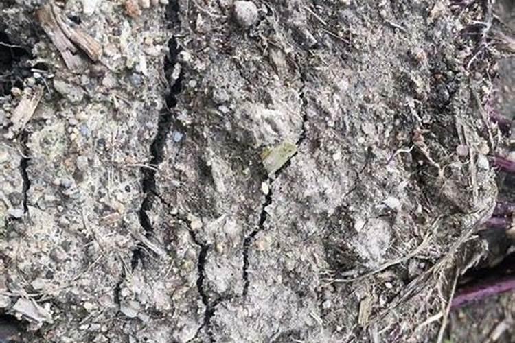 长效氮肥的使用方法及注意事项有哪些