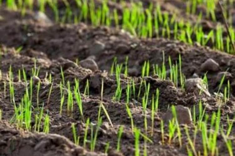 钾肥什么牌子好