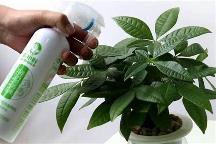 多肉植物用什么肥料比较好