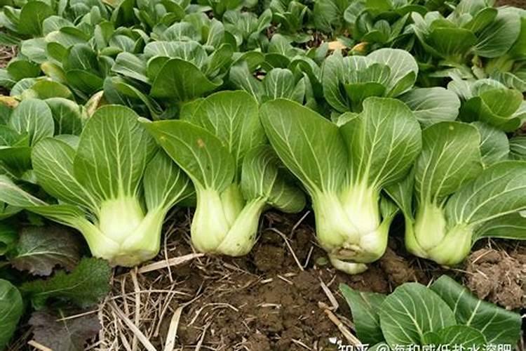 三莲水溶肥是品牌吗