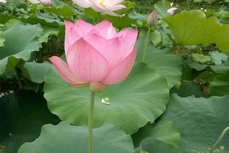 三莲水溶肥是品牌吗