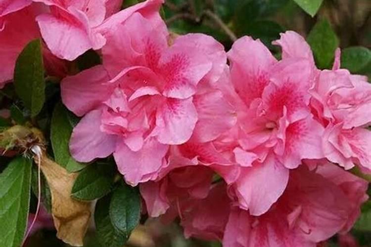 君子兰叶片上能喷营养液吗