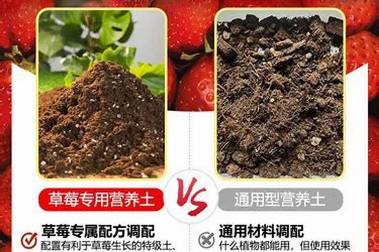 桂花树盆栽怎么养才长得好(室内桂花树盆栽的养护)