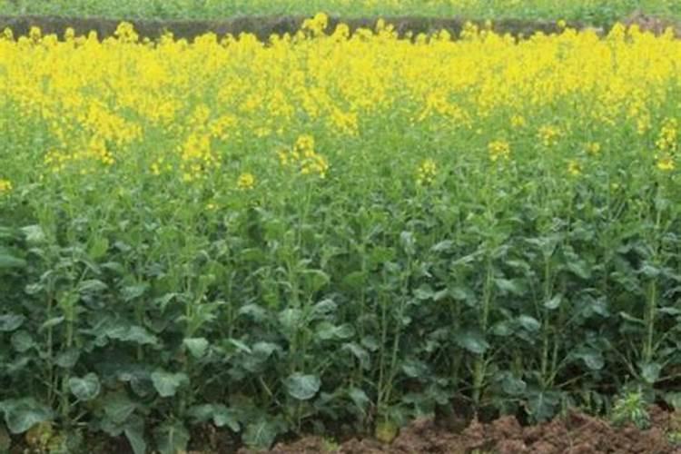 金边吊兰用什么肥料较好