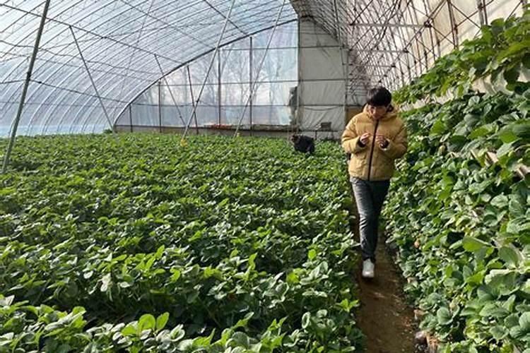 草莓用什么叶面肥