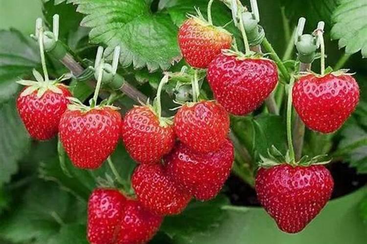 草莓施肥用什么肥料 草莓施肥使用的肥料介绍