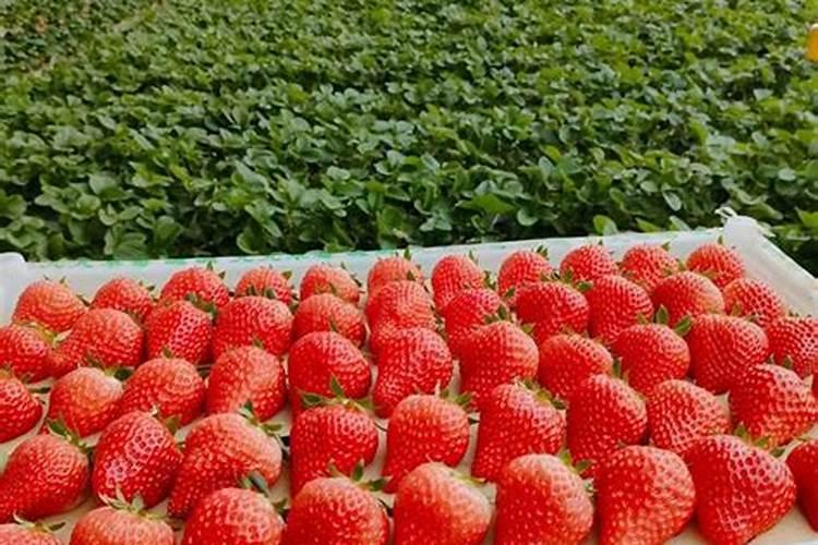 草莓追肥用什么肥料最好