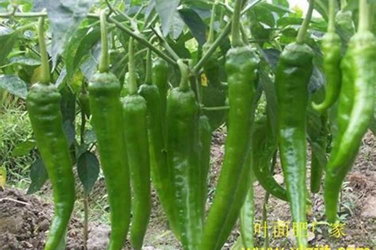 辣椒用什么叶面肥