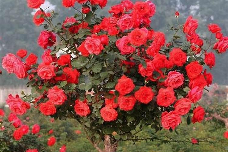 月季修剪后施什么肥