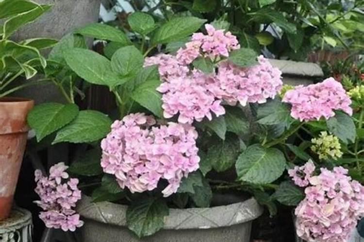 三角梅施肥什么肥最好