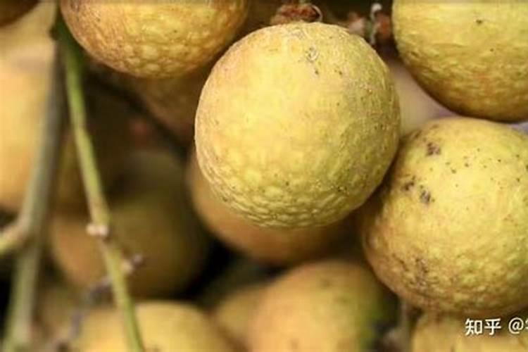 荔枝用什么肥料最好？4个施肥要点,千万要注意!