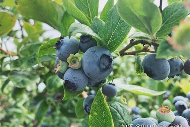 花生缺铁、缺钼有哪些表现？如何补充铁肥和钼肥？