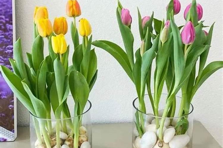 郁金香如何施肥 郁金香水培需要施肥吗