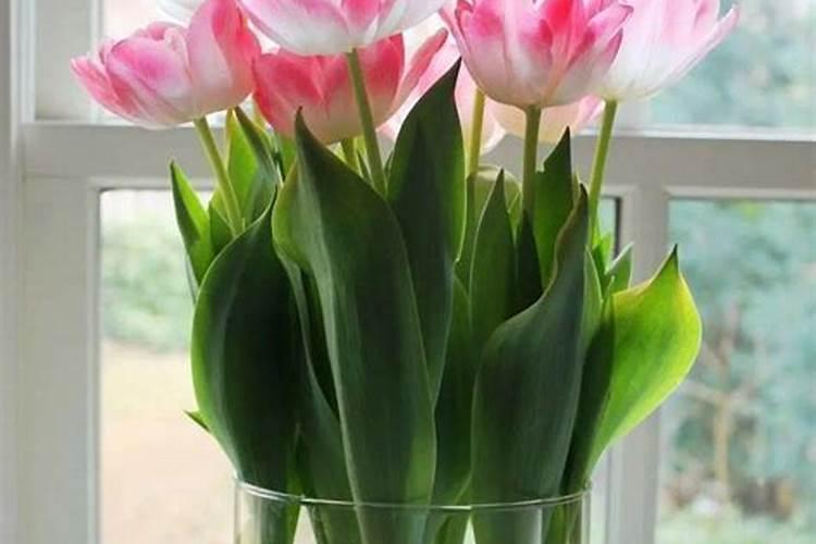 水培郁金香可以放肥料吗
