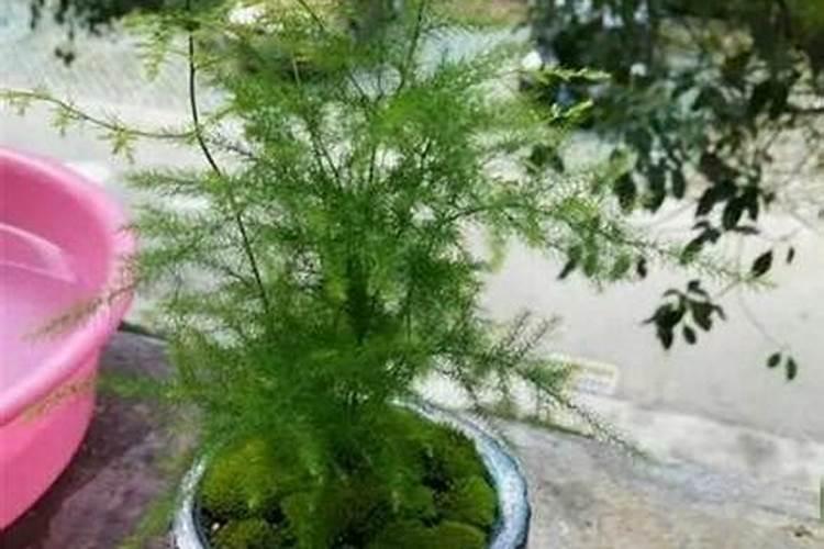 唐山云竹怎样养好