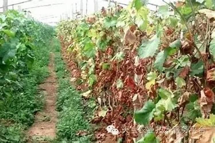 葡萄肥害有什么症状!葡萄叶背面有铁锈斑点？是什么情况？