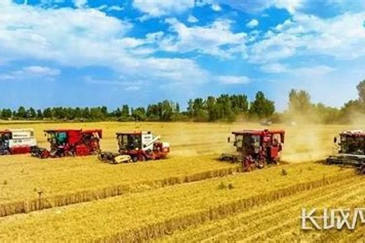 小麦灌浆期打什么叶面肥