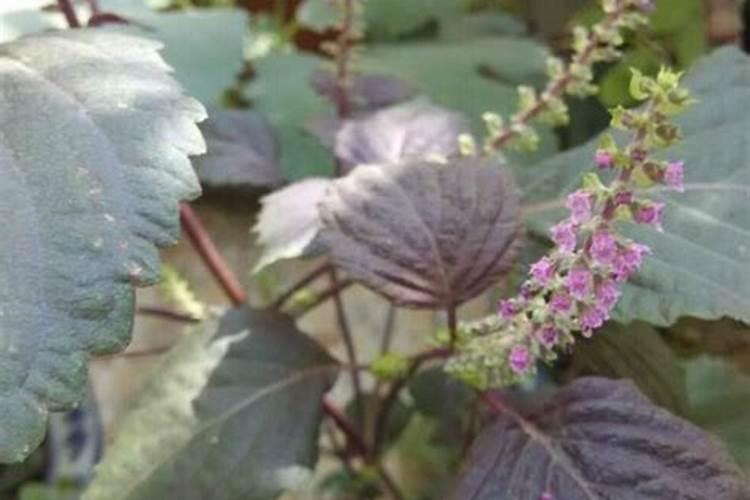 紫苏花怎么养殖方法