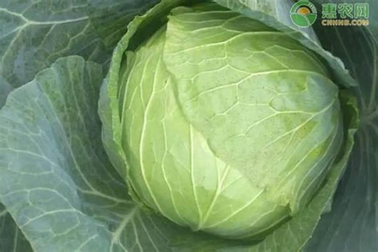 韩绿甘蓝种植技术