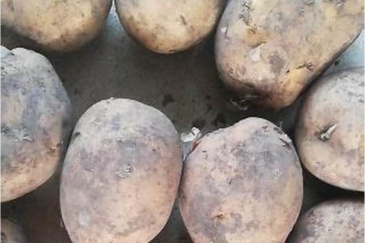 种植土豆土豆每亩的纯利润是多少