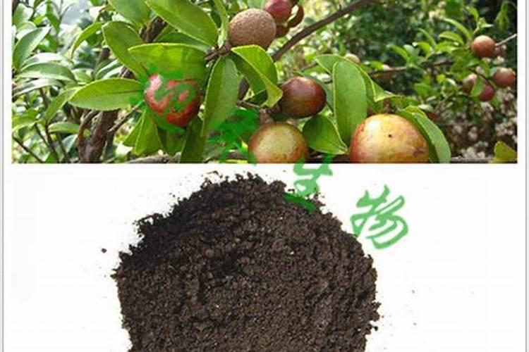 油茶施什么肥最好