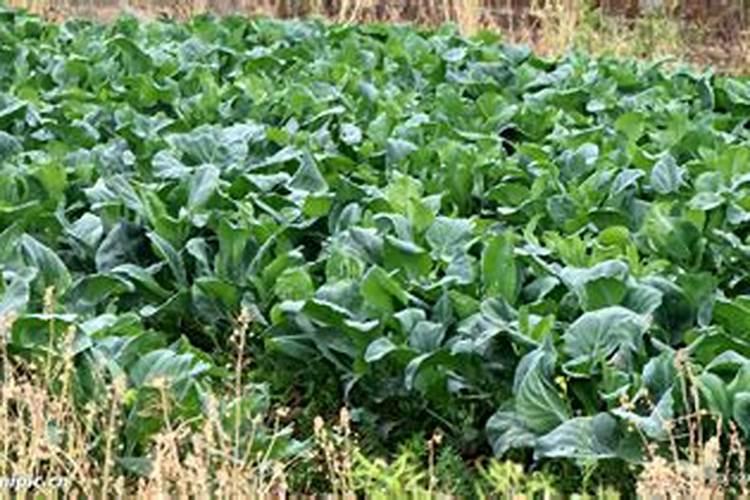 钙镁硼锌铁肥料是激素肥料吗