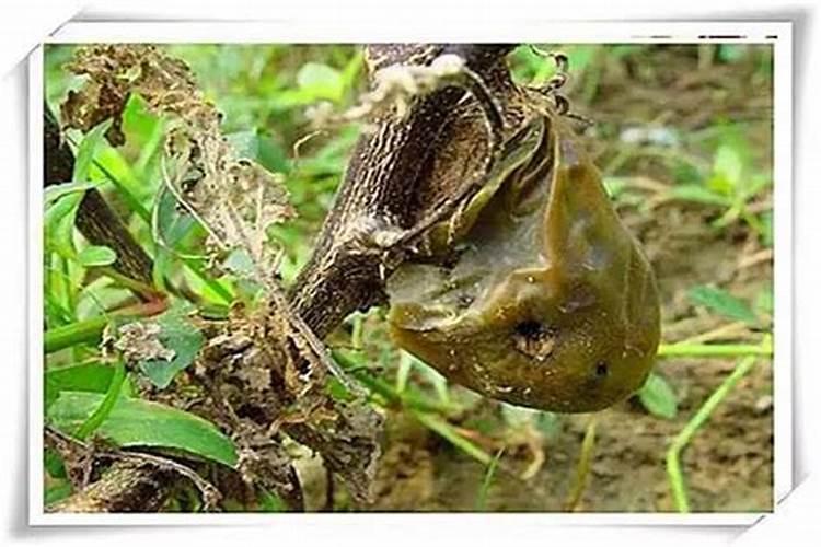 鱼缸水草需要添加什么肥料