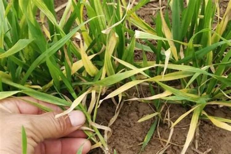 小麦叶枯黄该打什么农药