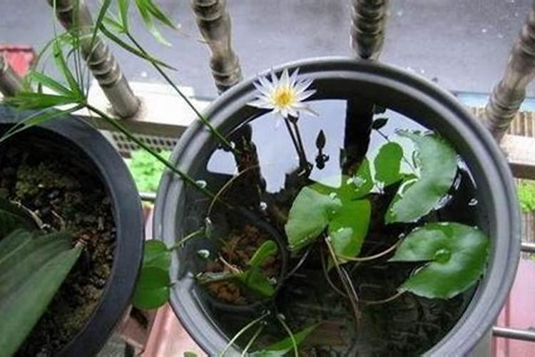 含腐植酸水溶肥料作用与使用方法