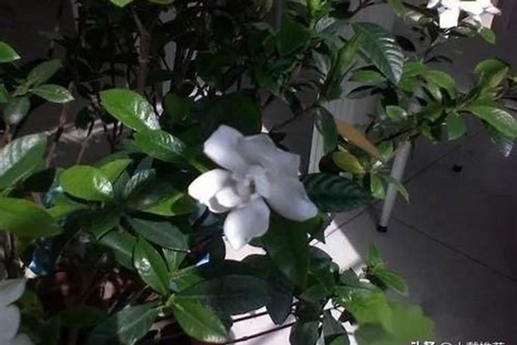 栀子花叶子发黑干枯怎么办 栀子花叶子发黑的原因