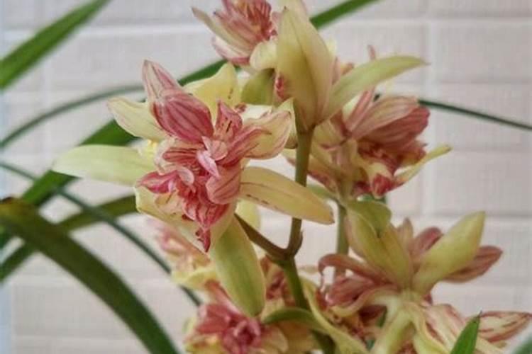 生根最快的花扦插方法