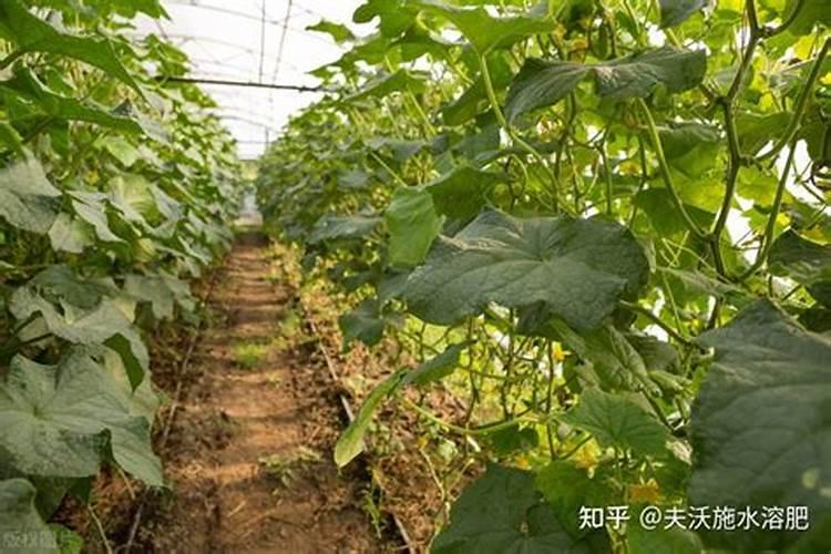 巧棵力水溶肥在芹菜上的效果如何？