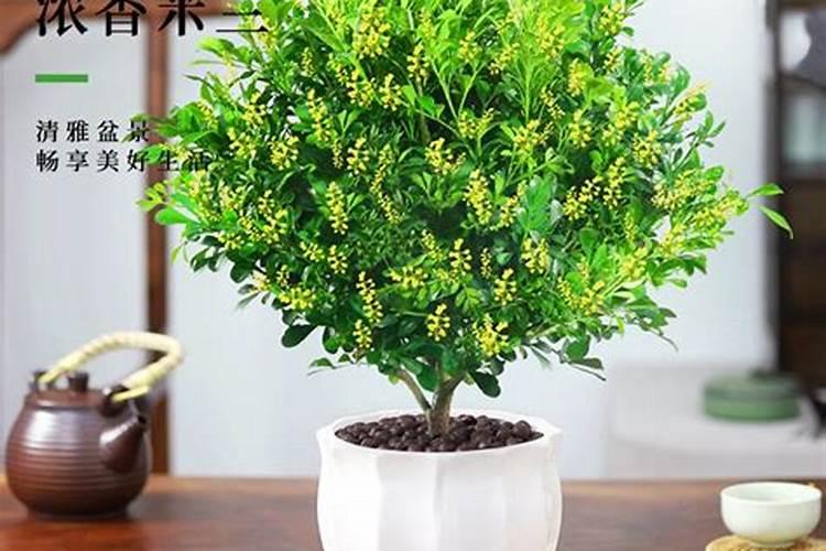 隔三到五天,打一次叶面肥,行吗？