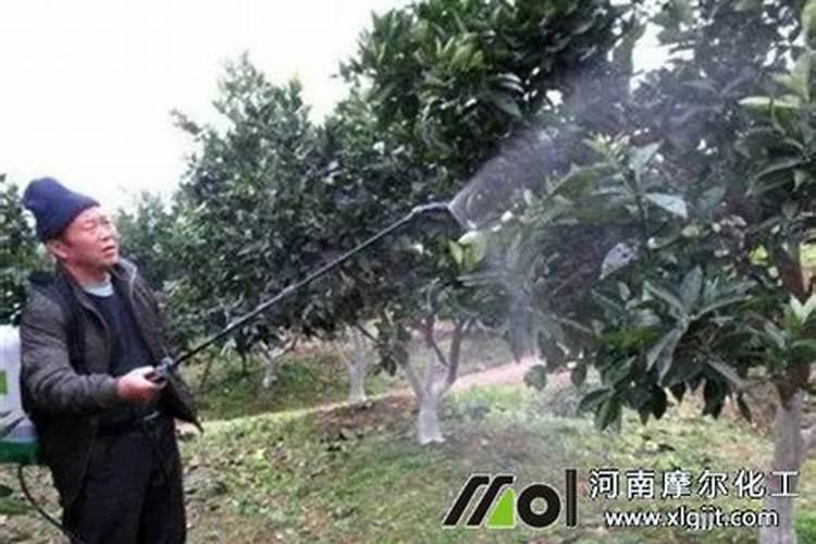 芒果树用什么肥料最好