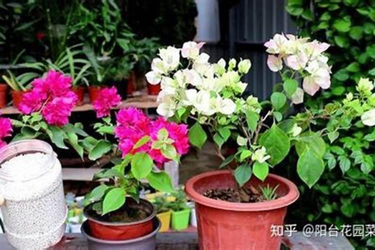 玉米什么时候打芸苔素