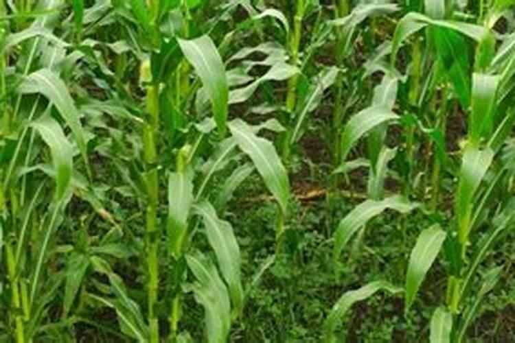 露水能打叶面肥吗？