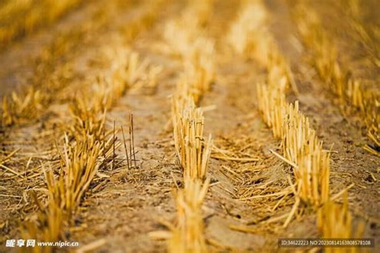 麦茬花生怎样追肥？