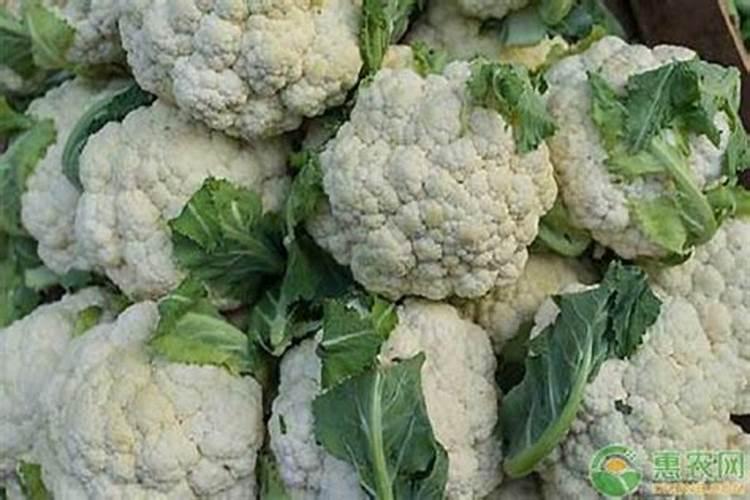 如何进行秋花菜田间管理和肥水管理？