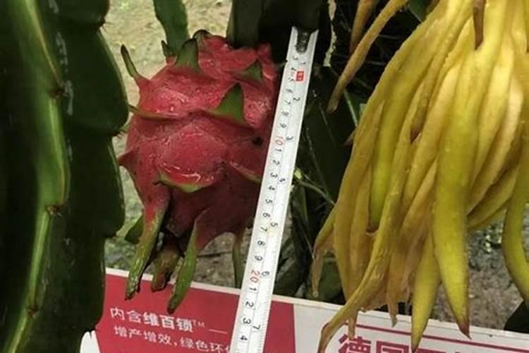 火龙果结果期间施什么肥 火龙果结果了要施肥吗