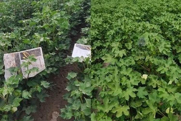 高钾水溶肥用手摸了后手上显蓝色,是真货吗