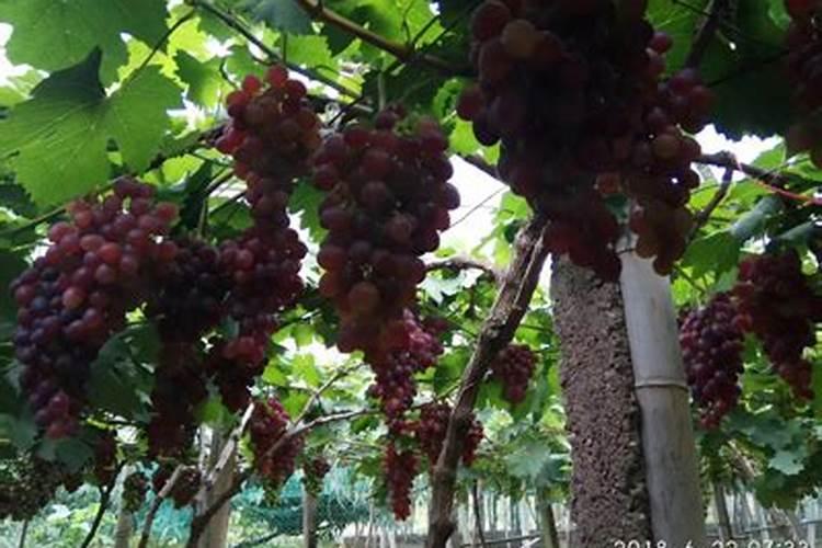 凤尾竹用什么肥料最好