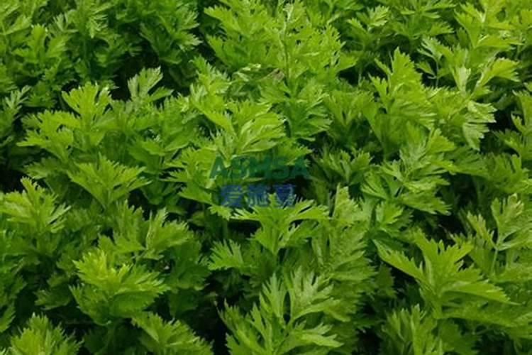 芹菜浇水冲施什么肥料