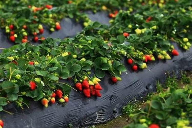 给苹果树施肥应多远挖多深沟(苹果树开沟施肥方法)