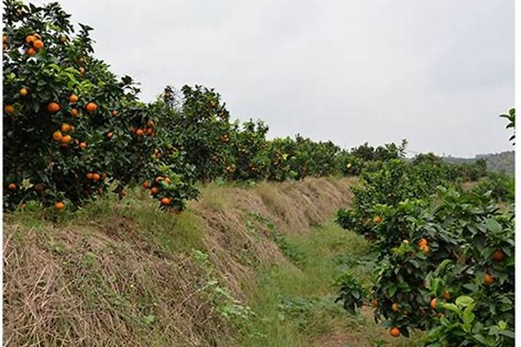 沃柑的高产种植方法 沃柑高产的种植方法是什么